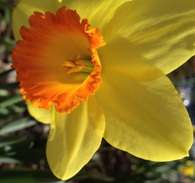 daffodil44