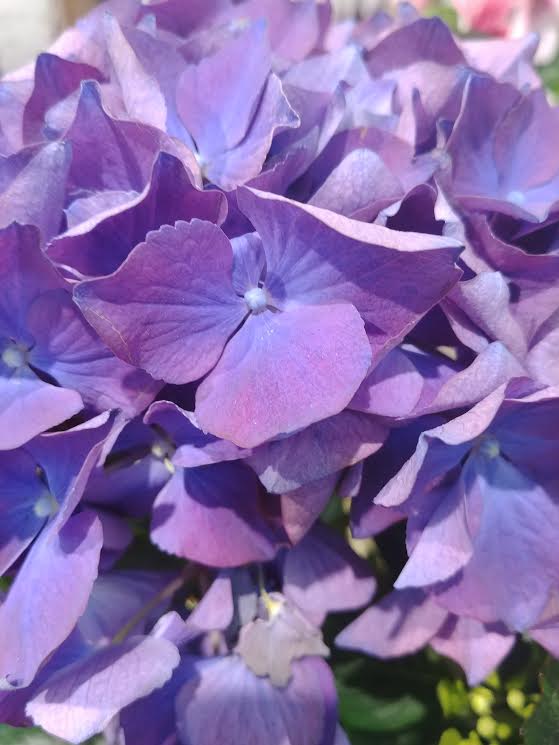 purplehydrangas